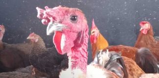 Foto: Venta de gallinas "porrocas" en el Mercado Oriental / TN8