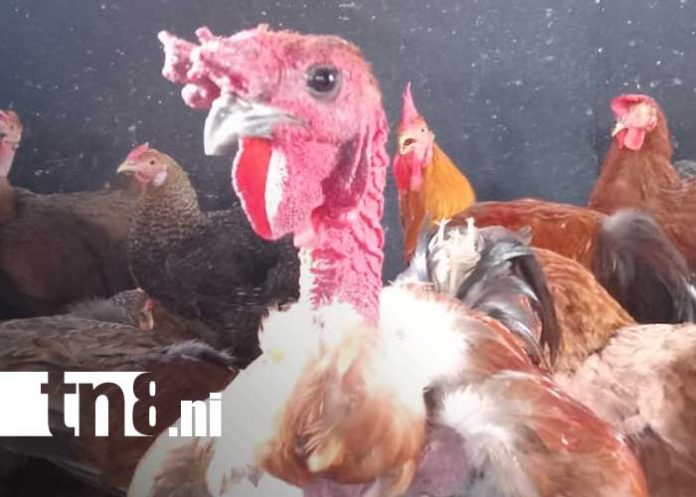 Foto: Venta de gallinas 