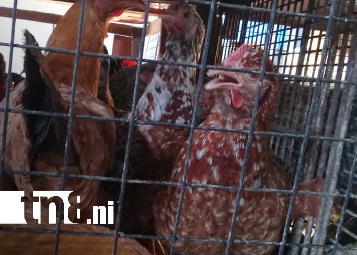 Foto: Venta de gallinas "porrocas" en el Mercado Oriental / TN8