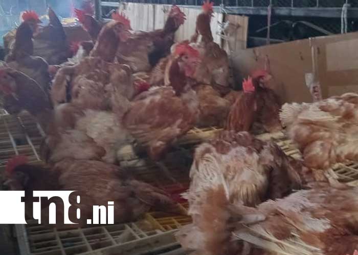 Foto: Venta de gallinas "porrocas" en el Mercado Oriental / TN8