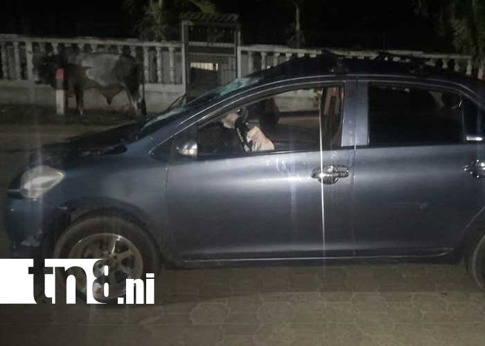 Foto: Accidentes por animales en las vías de Jalapa / TN8