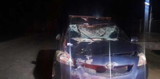 Foto: Accidentes por animales en las vías de Jalapa / TN8