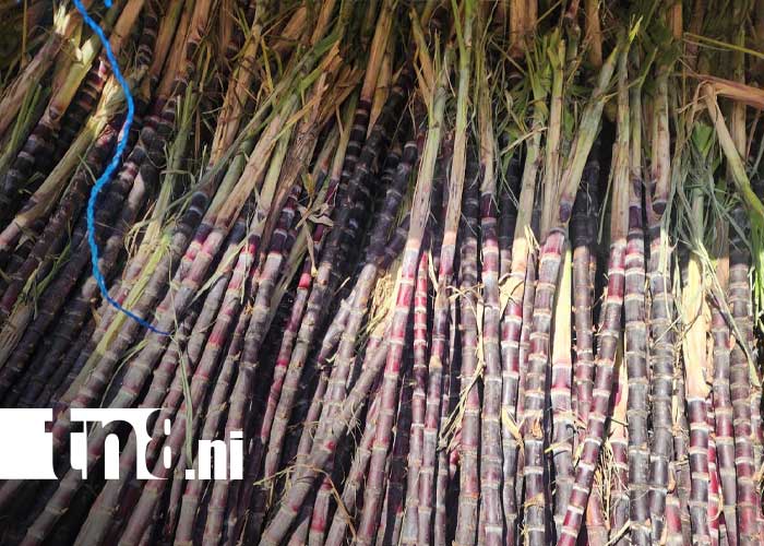 Foto: Productos de La Primerísima en el Mercado Oriental / TN8