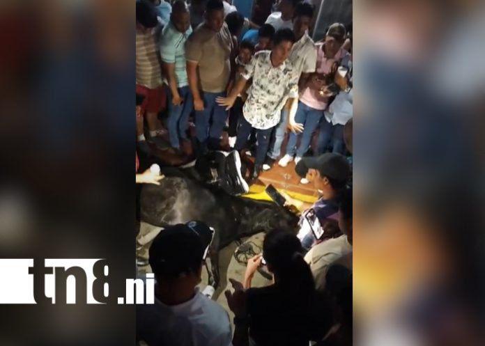Foto: La violencia que mata: un caballo pierde la vida tras presunto maltrato en Tipitapa/TN8