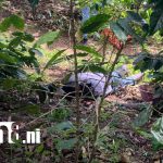 Foto: Accidente mortal de recolector de café en Madriz/TN8