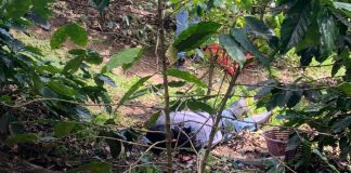 Foto: Accidente mortal de recolector de café en Madriz/TN8