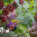 Foto: Nicaragua cierra 2025 con crecimiento económico récord impulsado por minería, café y ganadería/TN8