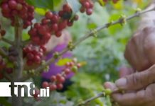 Foto: Nicaragua cierra 2025 con crecimiento económico récord impulsado por minería, café y ganadería/TN8