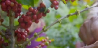 Foto: Nicaragua cierra 2025 con crecimiento económico récord impulsado por minería, café y ganadería/TN8