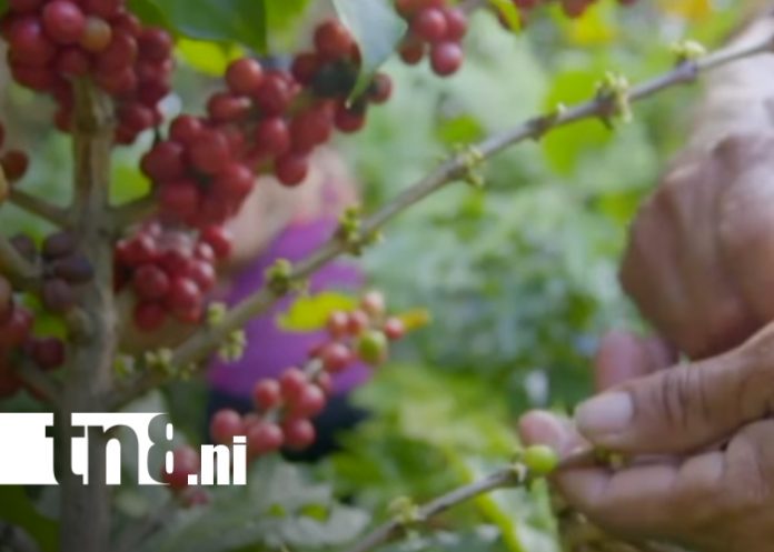 Foto: Nicaragua cierra 2025 con crecimiento económico récord impulsado por minería, café y ganadería/TN8