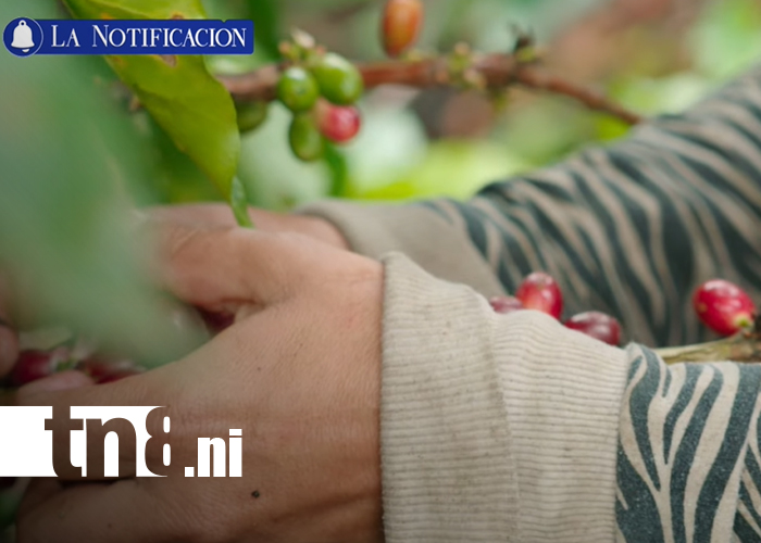 Foto: ¡Del campo a la taza! La historia del café nicaragüense que conquista 57 países/TN8