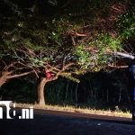 Foto: Motociclista pierde la vida al estrellarse contra un árbol de chilamate en Rivas/TN8