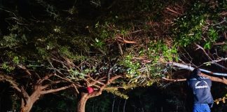 Foto: Motociclista pierde la vida al estrellarse contra un árbol de chilamate en Rivas/TN8