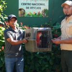 Foto: Rescate y conservación: MARENA protege la fauna silvestre en Nicaragua/Cortesía