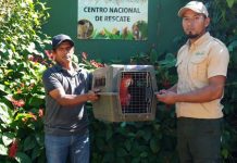 Foto: Rescate y conservación: MARENA protege la fauna silvestre en Nicaragua/Cortesía