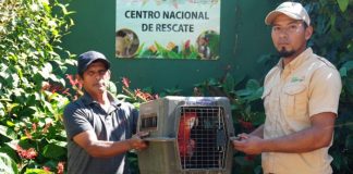 Foto: Rescate y conservación: MARENA protege la fauna silvestre en Nicaragua/Cortesía