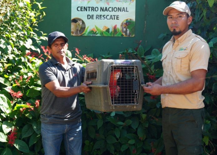 Foto: Rescate y conservación: MARENA protege la fauna silvestre en Nicaragua/Cortesía