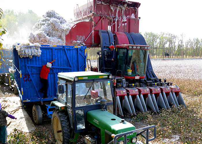 Foto: Xinjiang alcanza cifras récord en producción de algodón y cereales en 2025/Cortesía