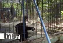 Foto: Zoológico Thomas Belt se consolida como destino educativo y recreativo en Juigalpa/TN8
