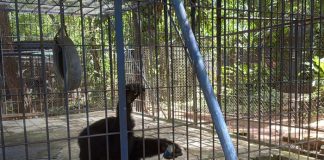 Foto: Zoológico Thomas Belt se consolida como destino educativo y recreativo en Juigalpa/TN8
