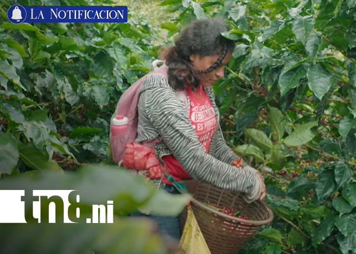 Foto: ¡Del campo a la taza! La historia del café nicaragüense que conquista 57 países/TN8
