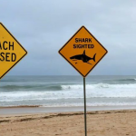 Foto: Australia en alerta tras seguidilla de ataques de tiburón/Cortesía