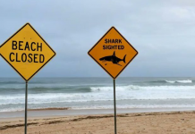 Foto: Australia en alerta tras seguidilla de ataques de tiburón/Cortesía