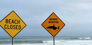 Foto: Australia en alerta tras seguidilla de ataques de tiburón/Cortesía