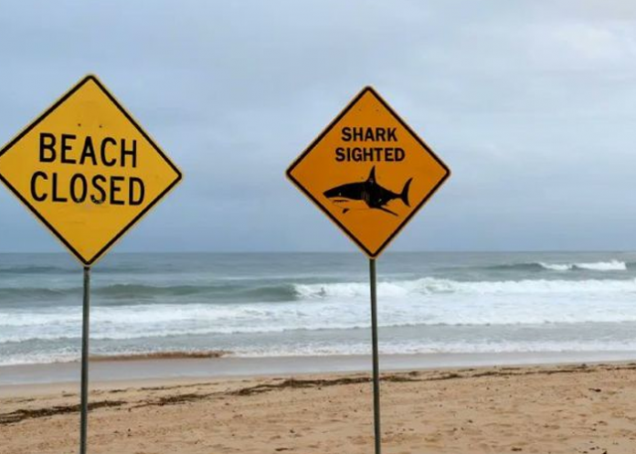 Foto: Australia en alerta tras seguidilla de ataques de tiburón/Cortesía
