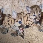 Foto: Zoológico Thomas Belt y los hermanos pumitas /cortesía
