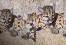 Foto: Zoológico Thomas Belt y los hermanos pumitas /cortesía