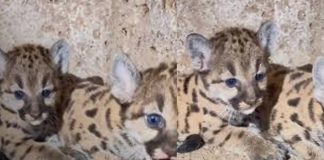 Foto: Zoológico Thomas Belt y los hermanos pumitas /cortesía