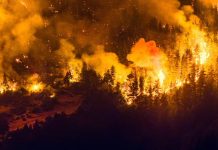 Chile declara Estado de Catástrofe por incendios en Ñuble y Bío Bío Foto: Estado de Catástrofe en Chile: autoridades llaman a la calma/cortesía