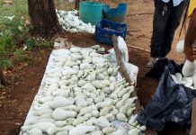 Producción de pipián impulsa ingresos de familias rurales en Nicaragua