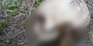 Foto: Desaparecido hallado en Jalapa tras un mes de búsqueda/TN8
