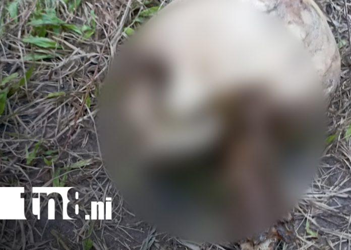 Foto: Desaparecido hallado en Jalapa tras un mes de búsqueda/TN8