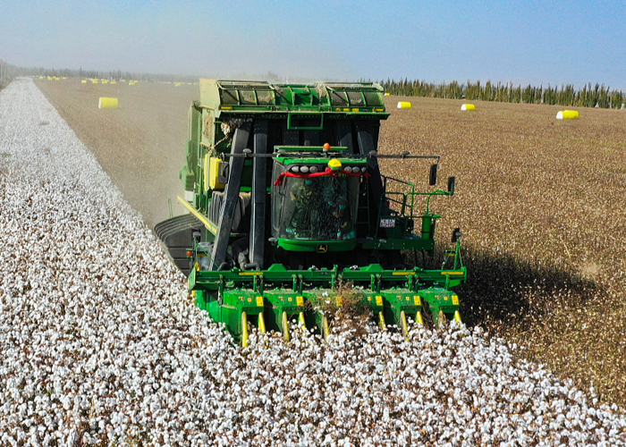 Foto: Xinjiang alcanza cifras récord en producción de algodón y cereales en 2025/Cortesía