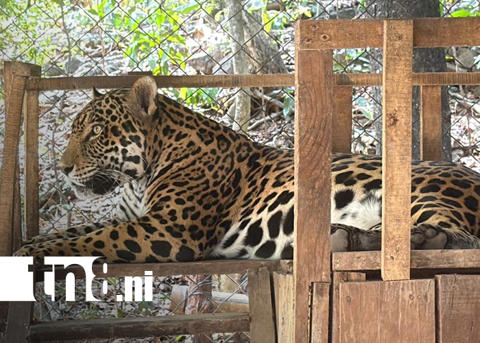 Foto: Zoológico Thomas Belt se consolida como destino educativo y recreativo en Juigalpa/TN8