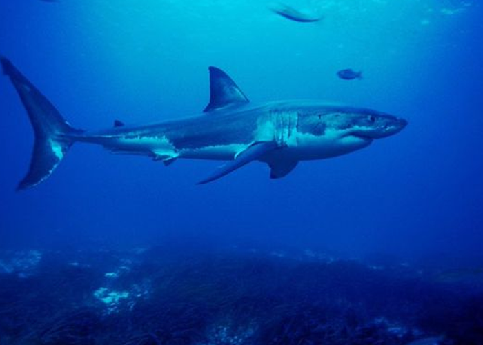 Foto: Australia en alerta tras seguidilla de ataques de tiburón/Cortesía