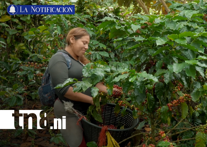 Foto: ¡Del campo a la taza! La historia del café nicaragüense que conquista 57 países/TN8