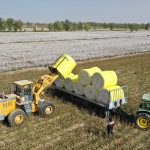 Foto: Xinjiang alcanza cifras récord en producción de algodón y cereales en 2025/Cortesía