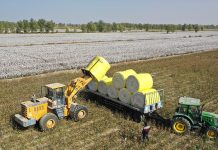 Xinjiang alcanza cifras récord en producción de algodón y cereales en 2025 Foto: Xinjiang alcanza cifras récord en producción de algodón y cereales en 2025/Cortesía