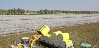 Foto: Xinjiang alcanza cifras récord en producción de algodón y cereales en 2025/Cortesía