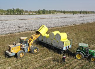 Foto: Xinjiang alcanza cifras récord en producción de algodón y cereales en 2025/Cortesía