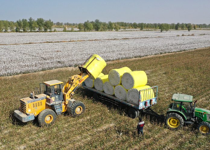 3 Foto: Xinjiang alcanza cifras récord en producción de algodón y cereales en 2025/Cortesía