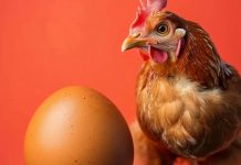 Durante siglos nadie lo supo, hasta ahora: ¿qué fue primero, el huevo o la gallina? Foto: ¿qué fue primero, el huevo o la gallina? / Cortesía