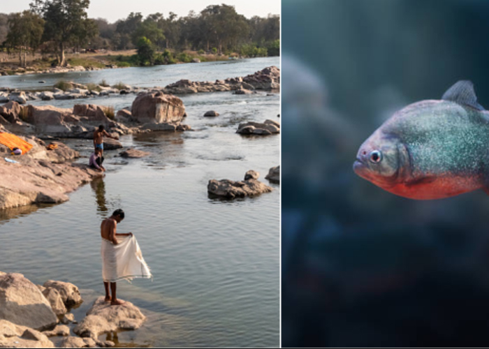 Foto: Cierran tramo de río en Brasil por ataque de pirañas  /Cortesía