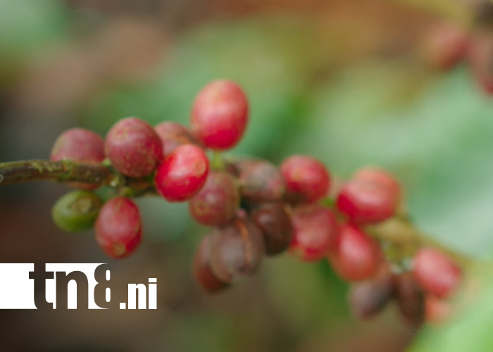 Foto: ¡Del campo a la taza! La historia del café nicaragüense que conquista 57 países/TN8