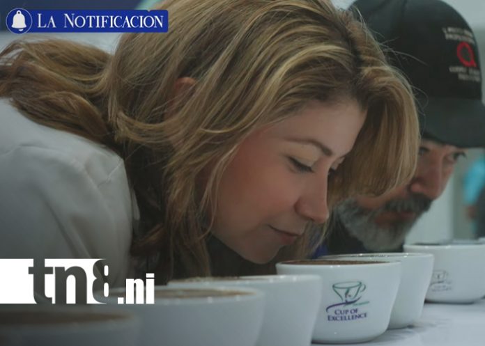Foto: ¡Del campo a la taza! La historia del café nicaragüense que conquista 57 países/TN8