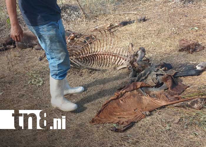 Foto: Destace de caballos y posible distribución en mercados de Managua y Tipitapa / TN8